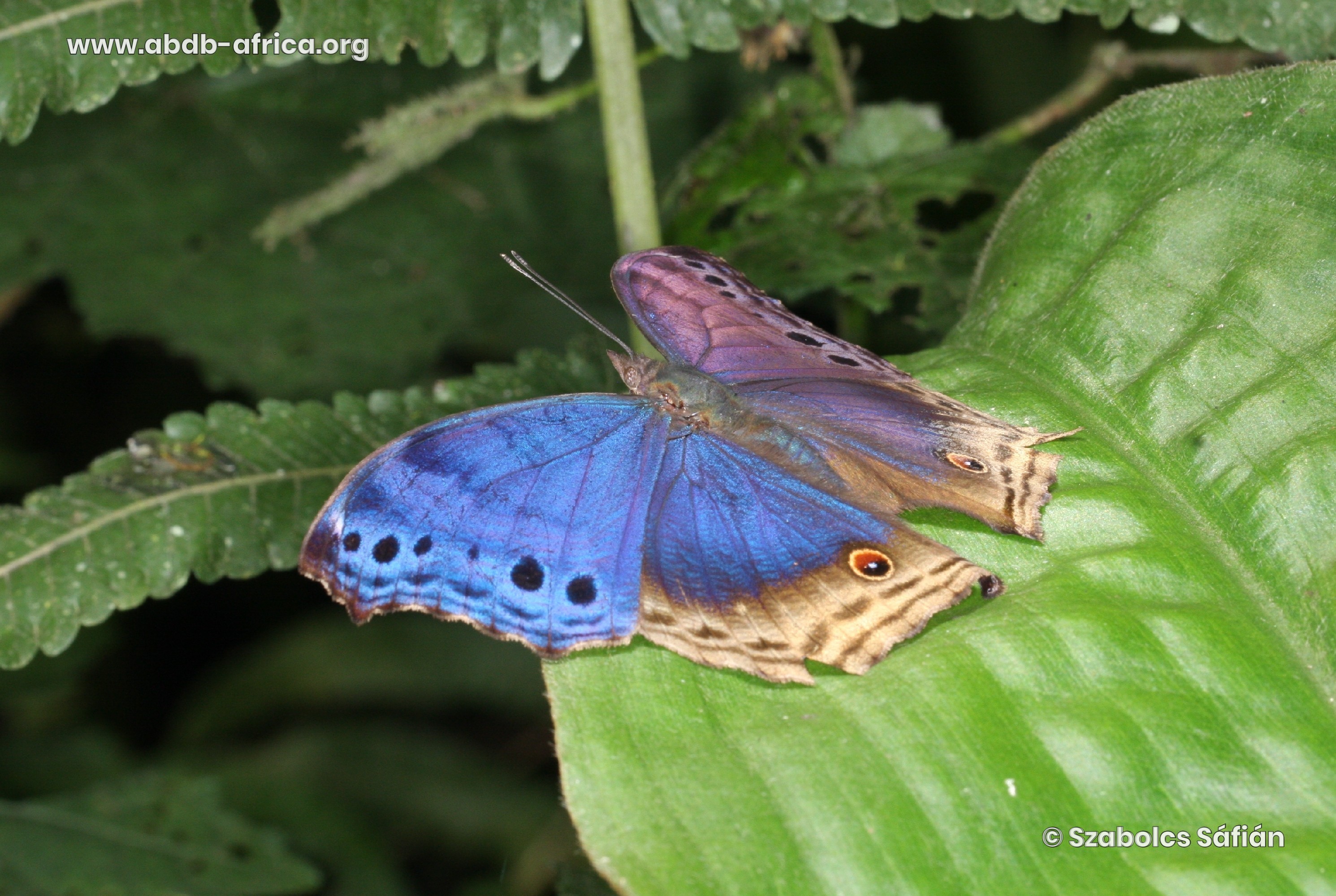 ABDB African Butterfly Database